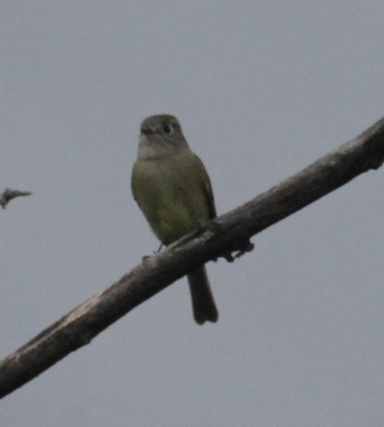 Hammond's Flycatcher - ML609535960