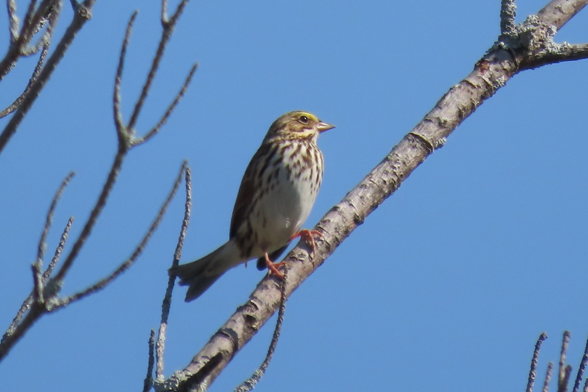 Savannah Sparrow - ML609536042