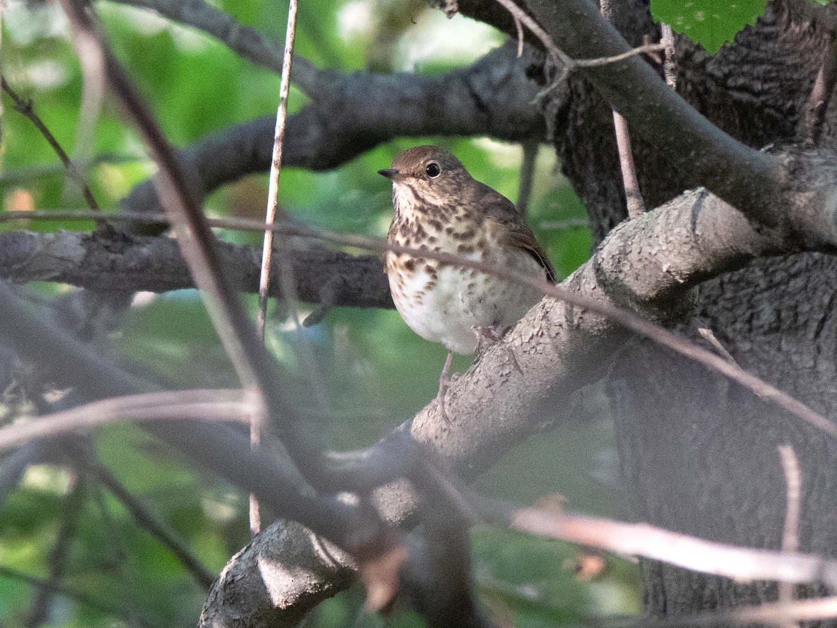 Hermit Thrush - Susan Elliott