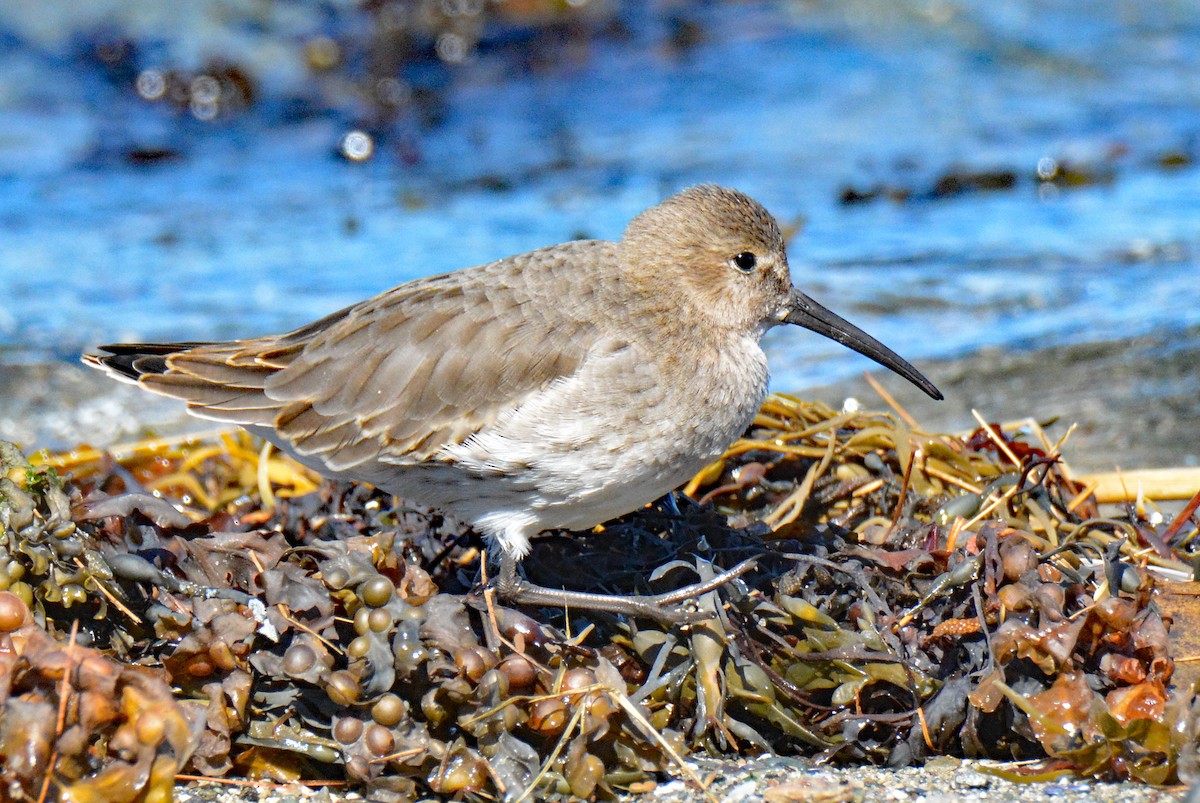 Dunlin - ML609536099