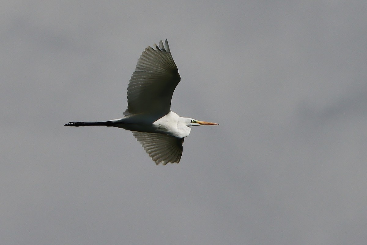 Great Egret - ML609536161