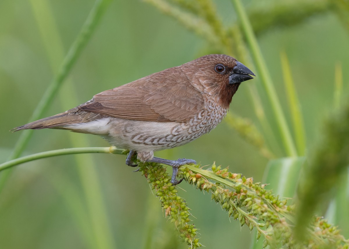 Scaly-breasted Munia (Scaled) - Ayuwat Jearwattanakanok