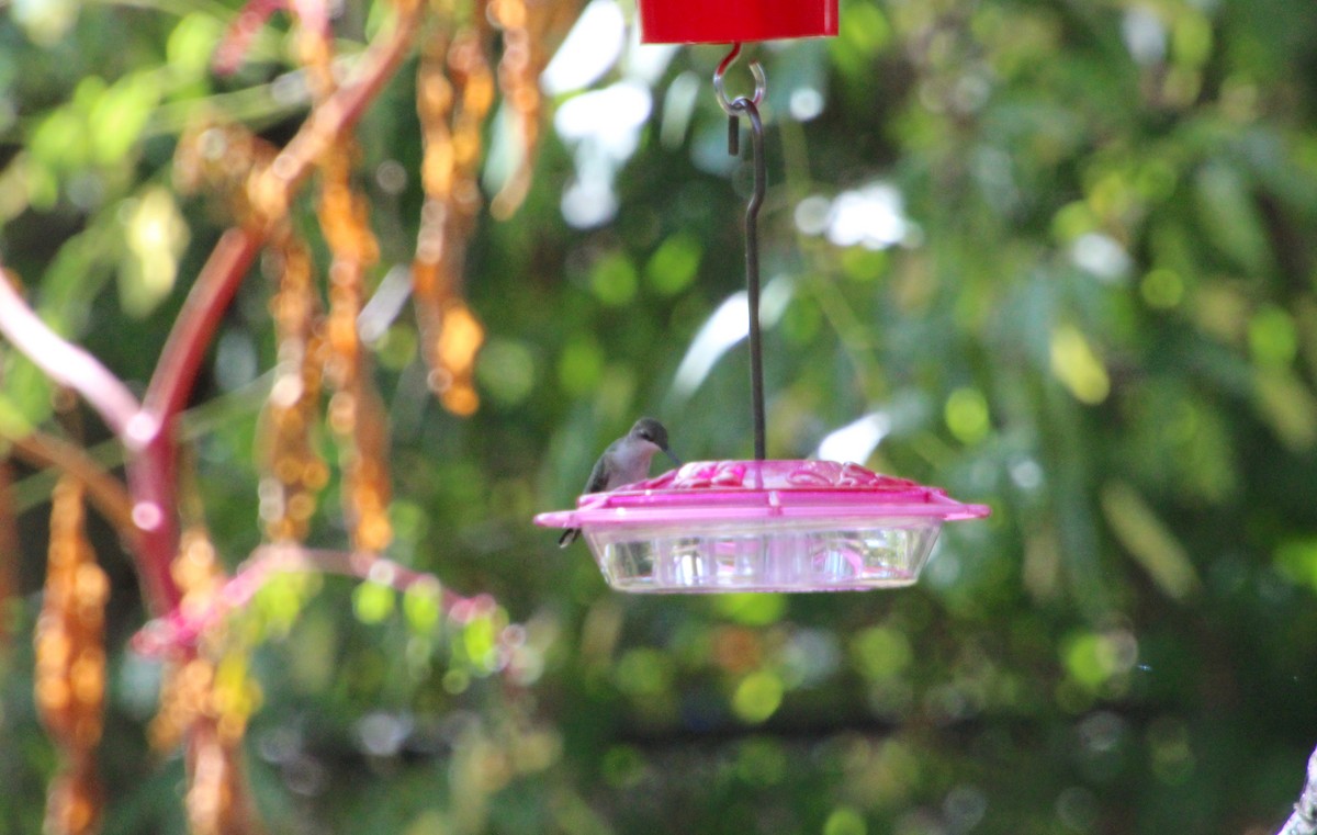 Ruby-throated Hummingbird - ML609536213