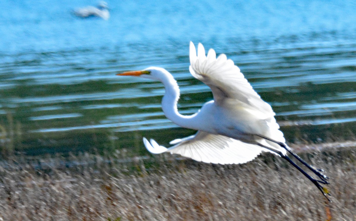 Great Egret - ML609536229