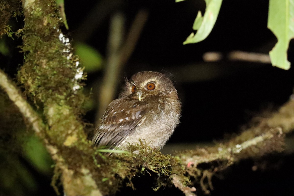 Long-whiskered Owlet - Marcelo Quipo