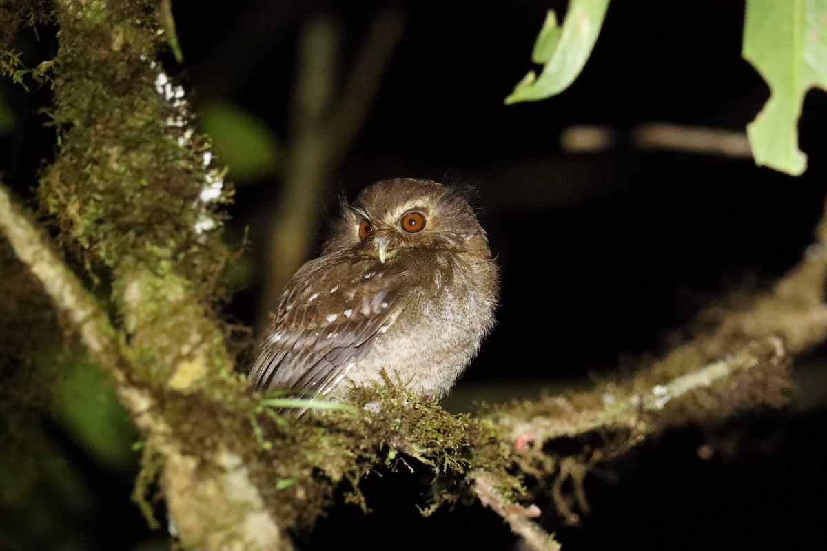 Long-whiskered Owlet - Marcelo Quipo