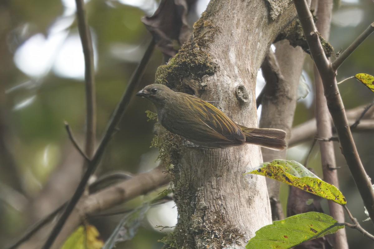 Lesser Honeyguide (Thick-billed) - ML609536427