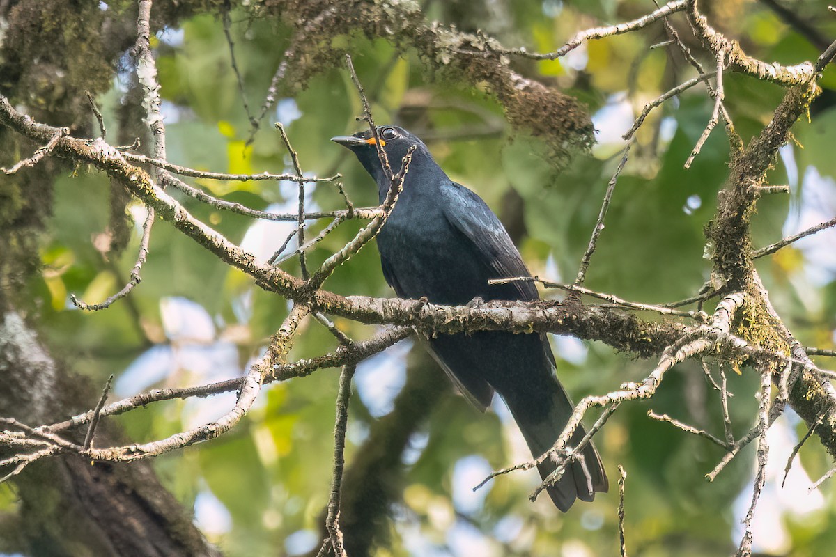 Petit's Cuckooshrike - ML609536440