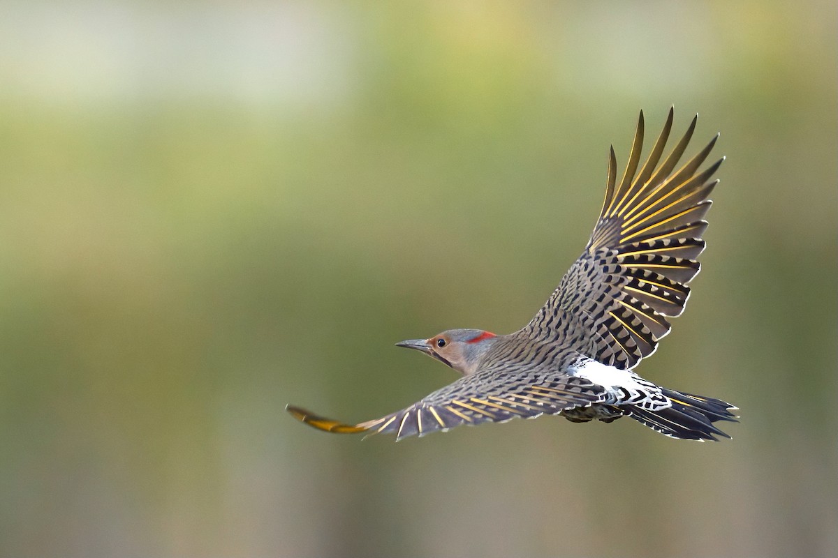 Northern Flicker - Brock Gunter-Smith