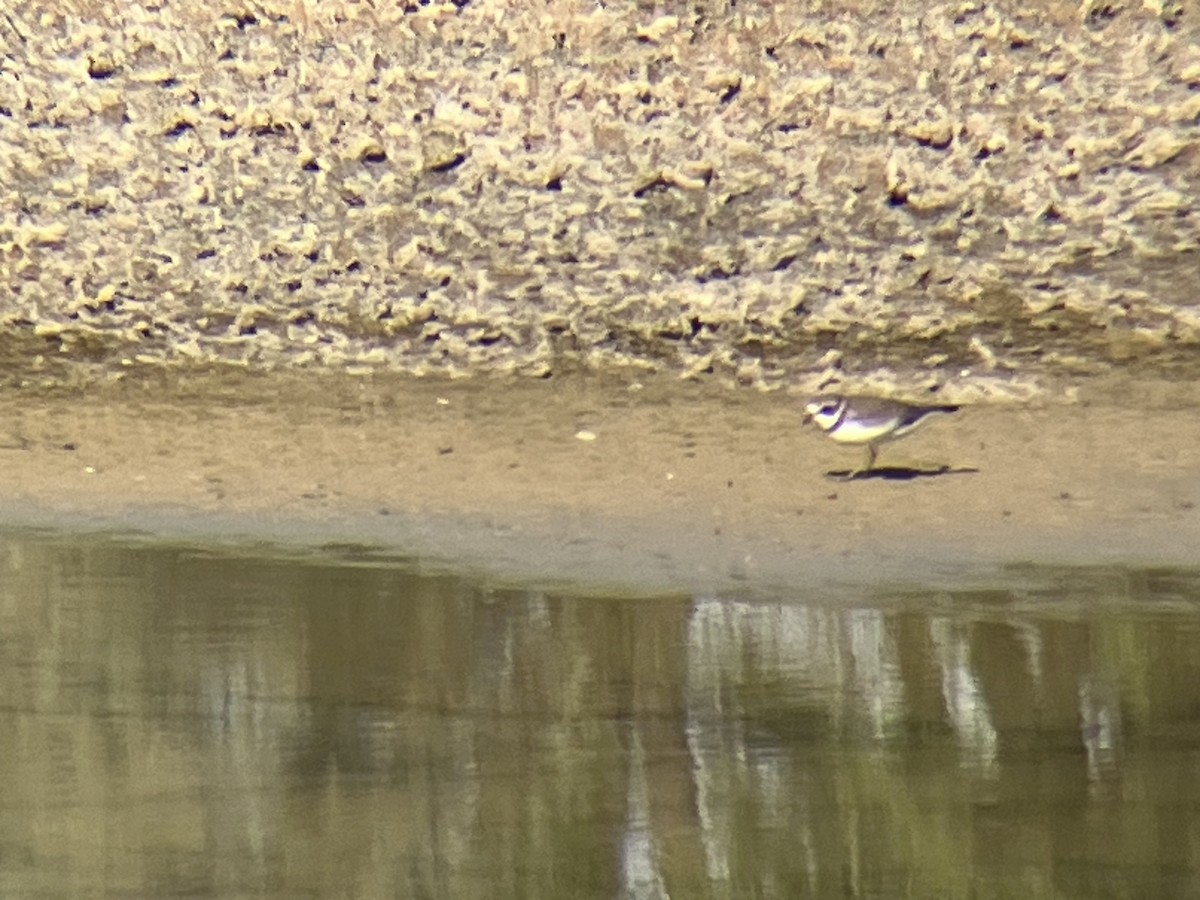 Semipalmated Plover - ML609536471