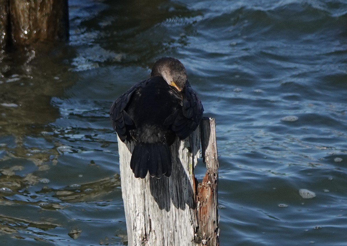 Double-crested Cormorant - ML609536545