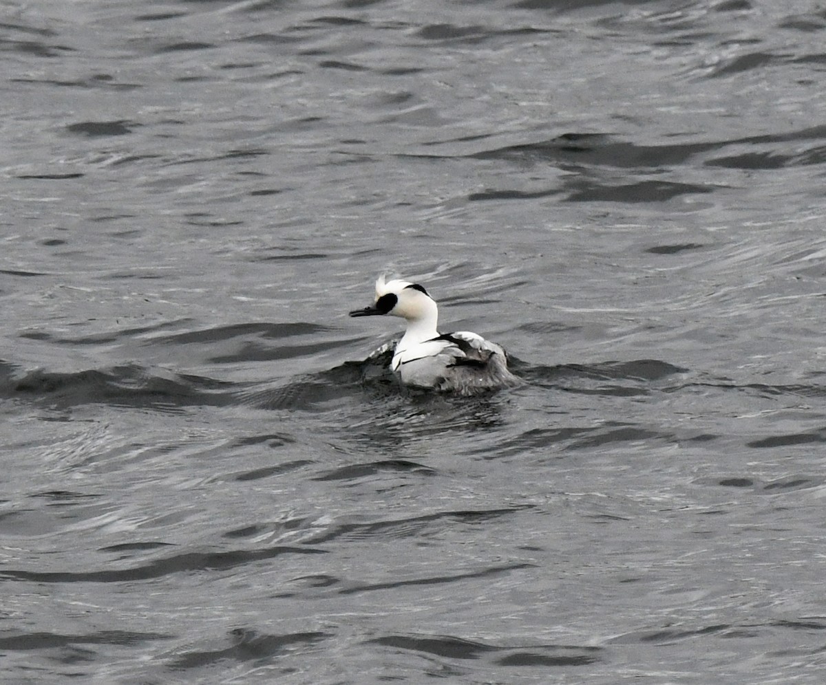 Smew - ML609536581