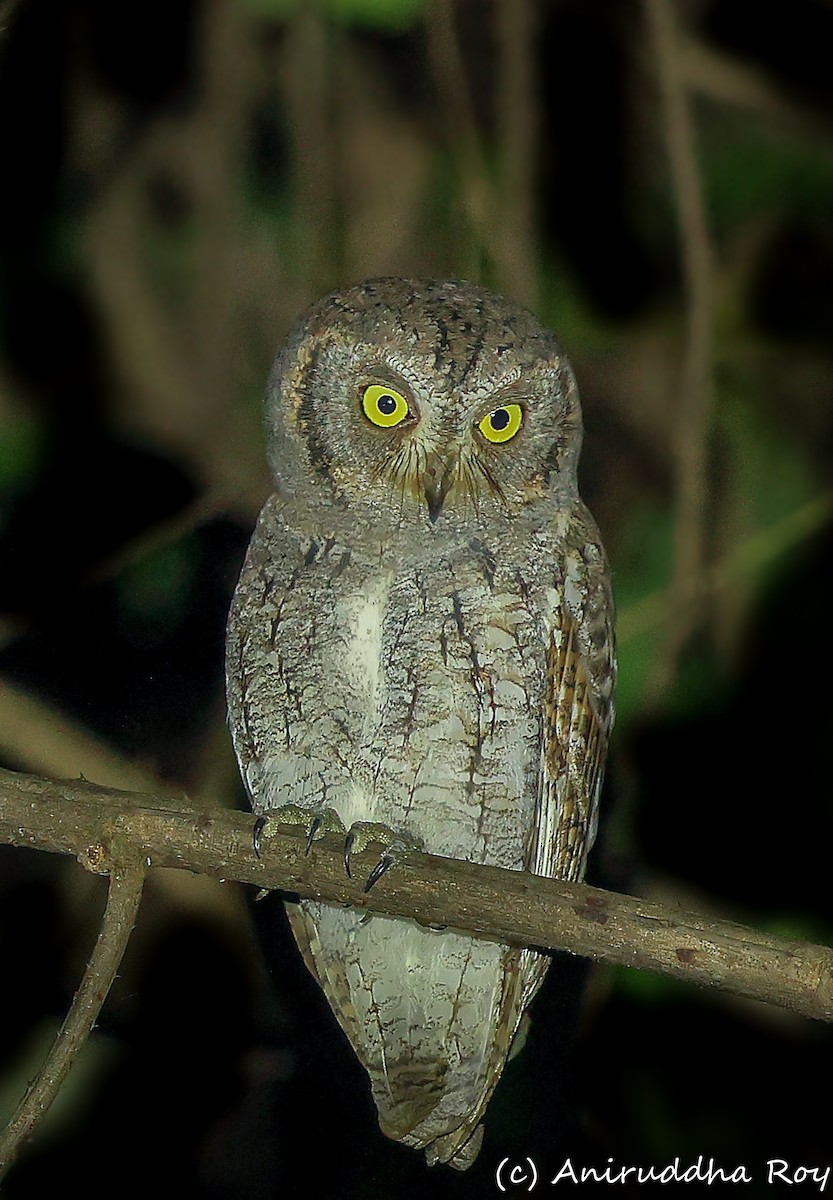 Oriental Scops-Owl - ML609536699