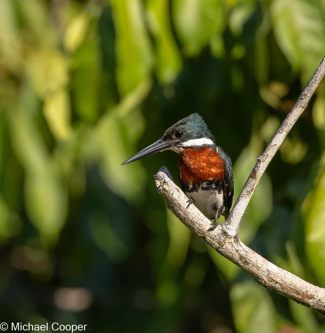 Green Kingfisher - ML609536786