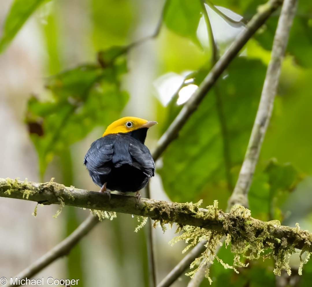 Golden-headed Manakin - Michael B.  Cooper