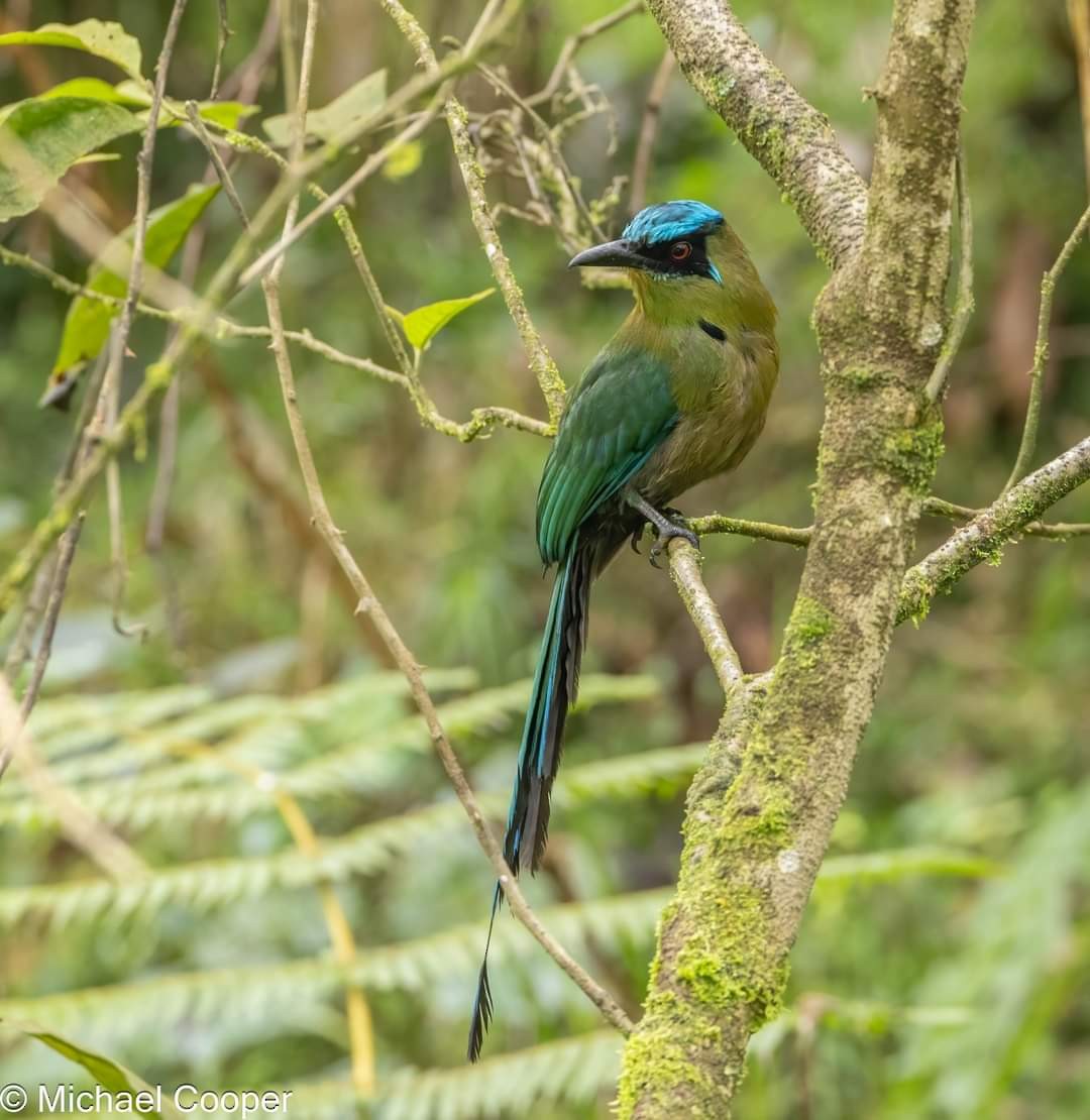 Andean Motmot - ML609537004