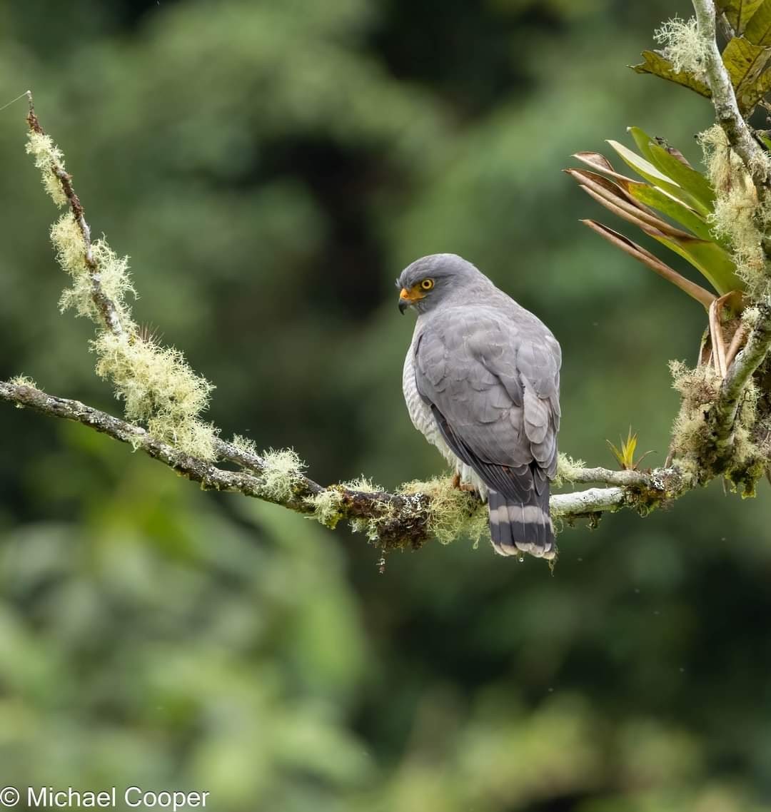 Roadside Hawk - ML609537024