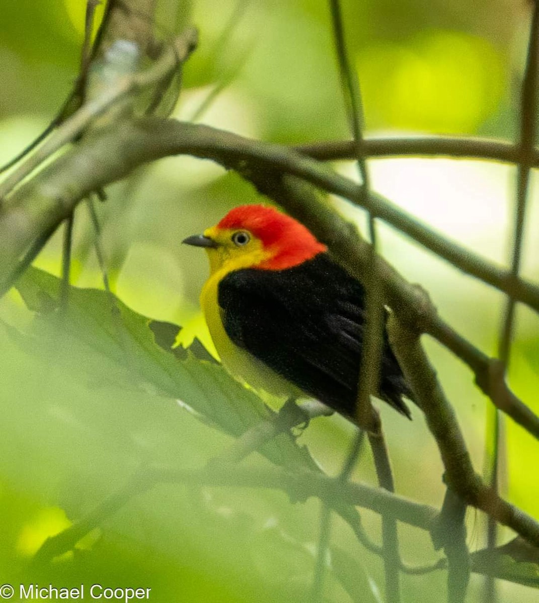 Wire-tailed Manakin - Michael B.  Cooper