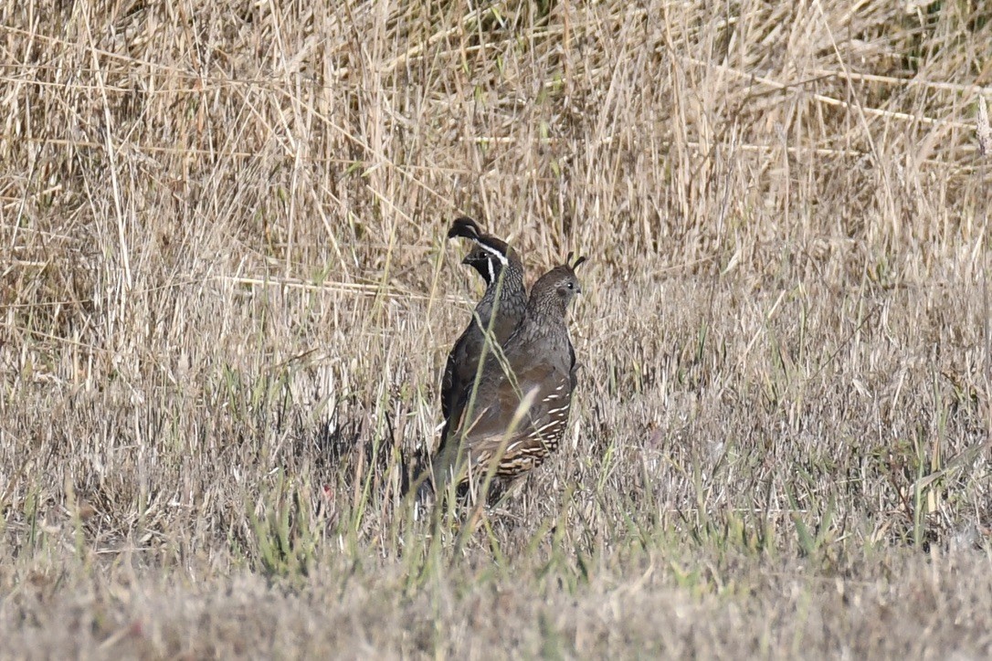 California Quail - ML609537112