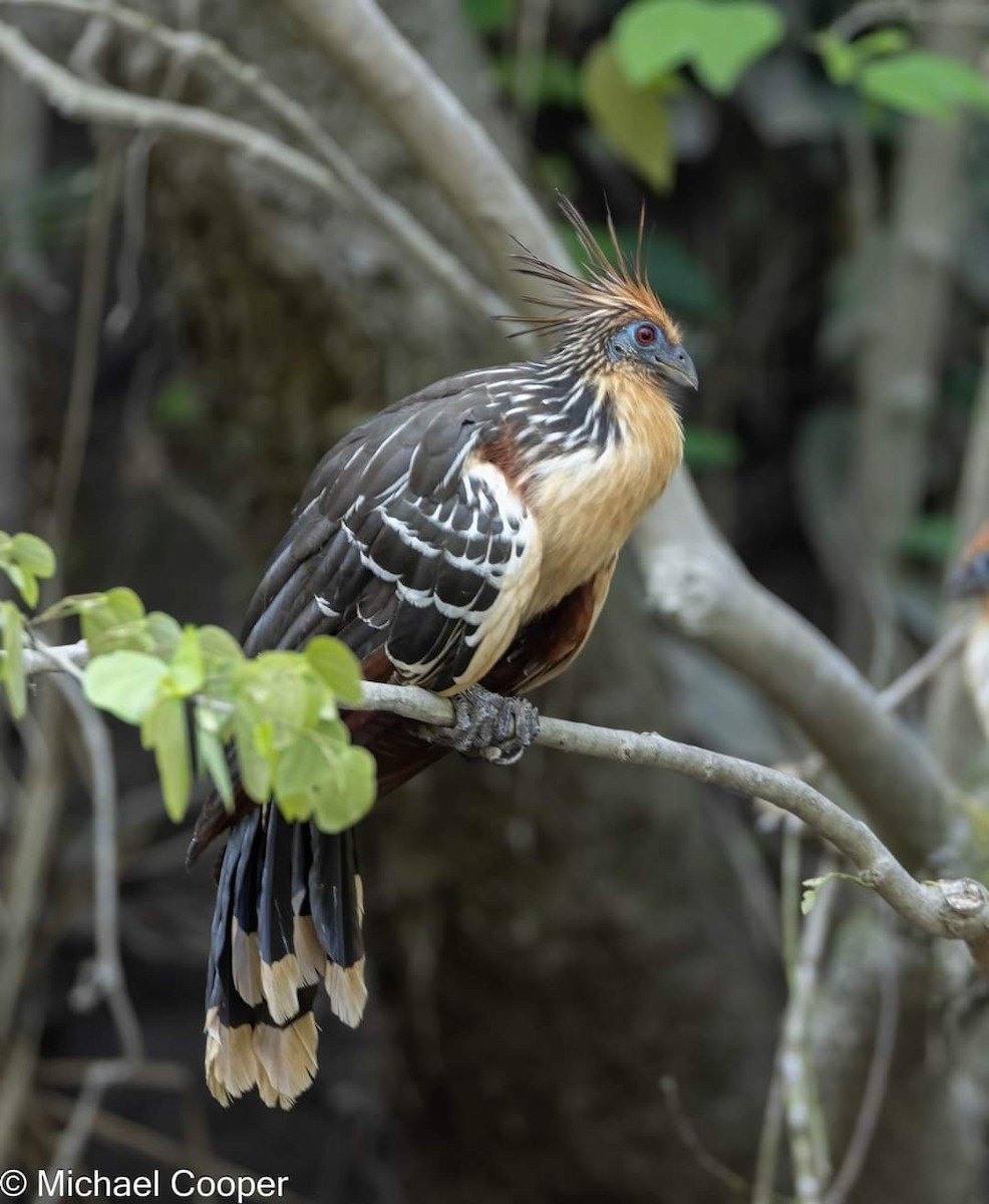 Hoatzin - ML609537146