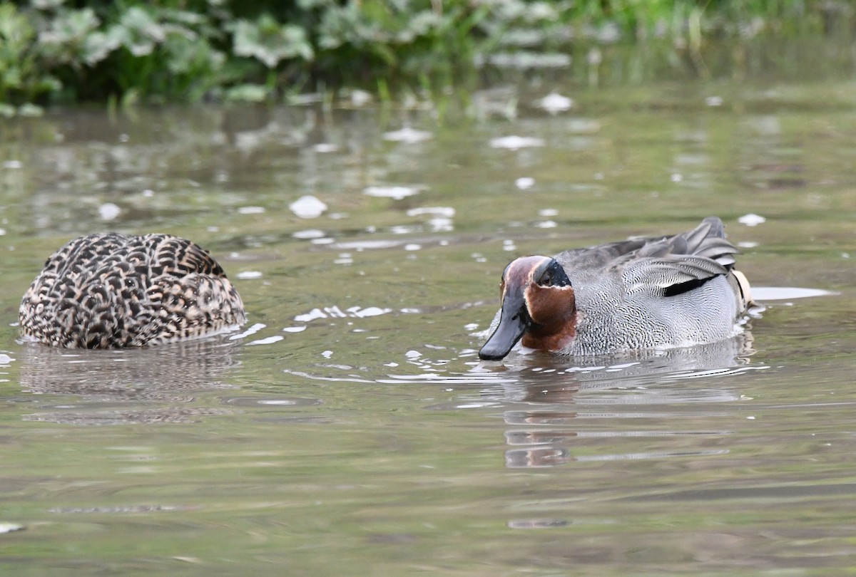 Green-winged Teal (Eurasian) - ML609537166