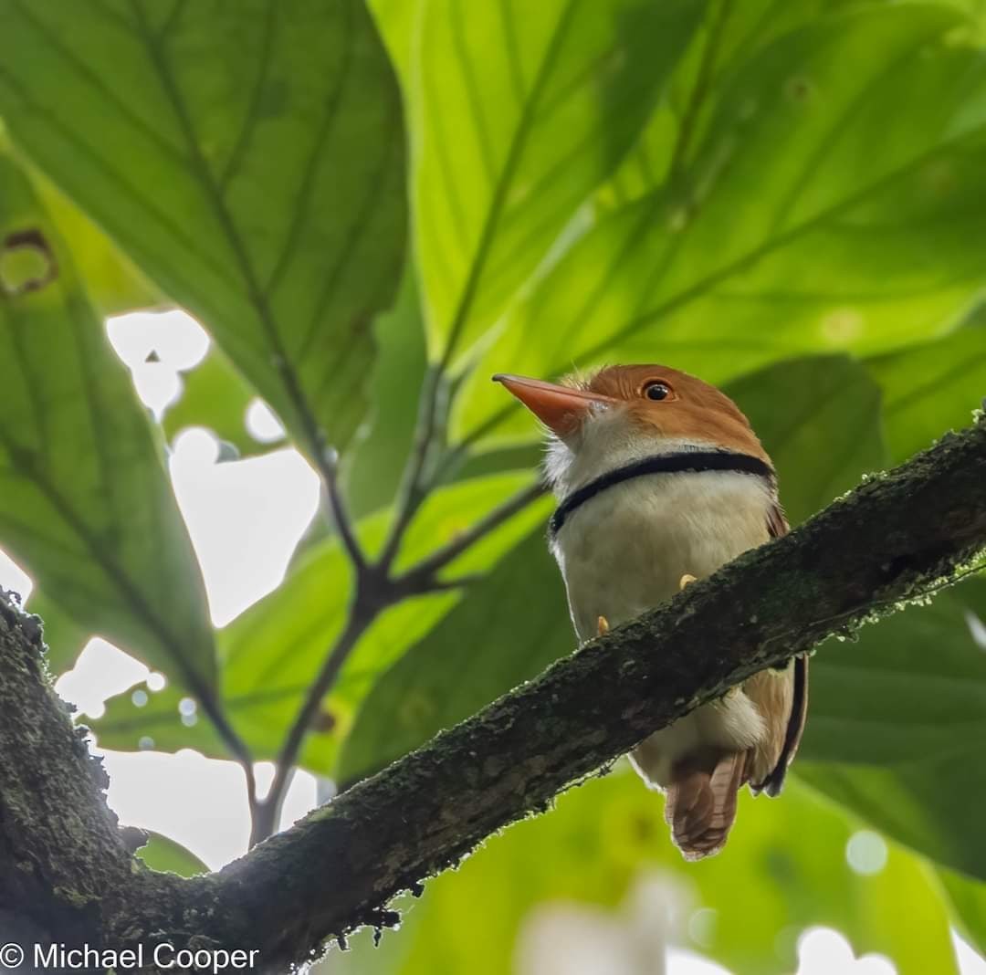 Collared Puffbird - ML609537177