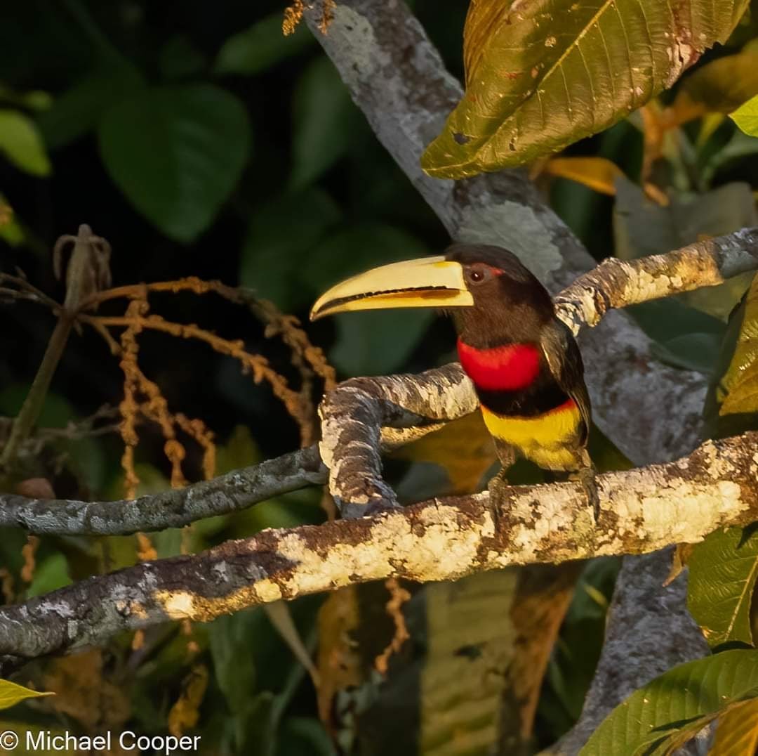 Ivory-billed Aracari - ML609537198