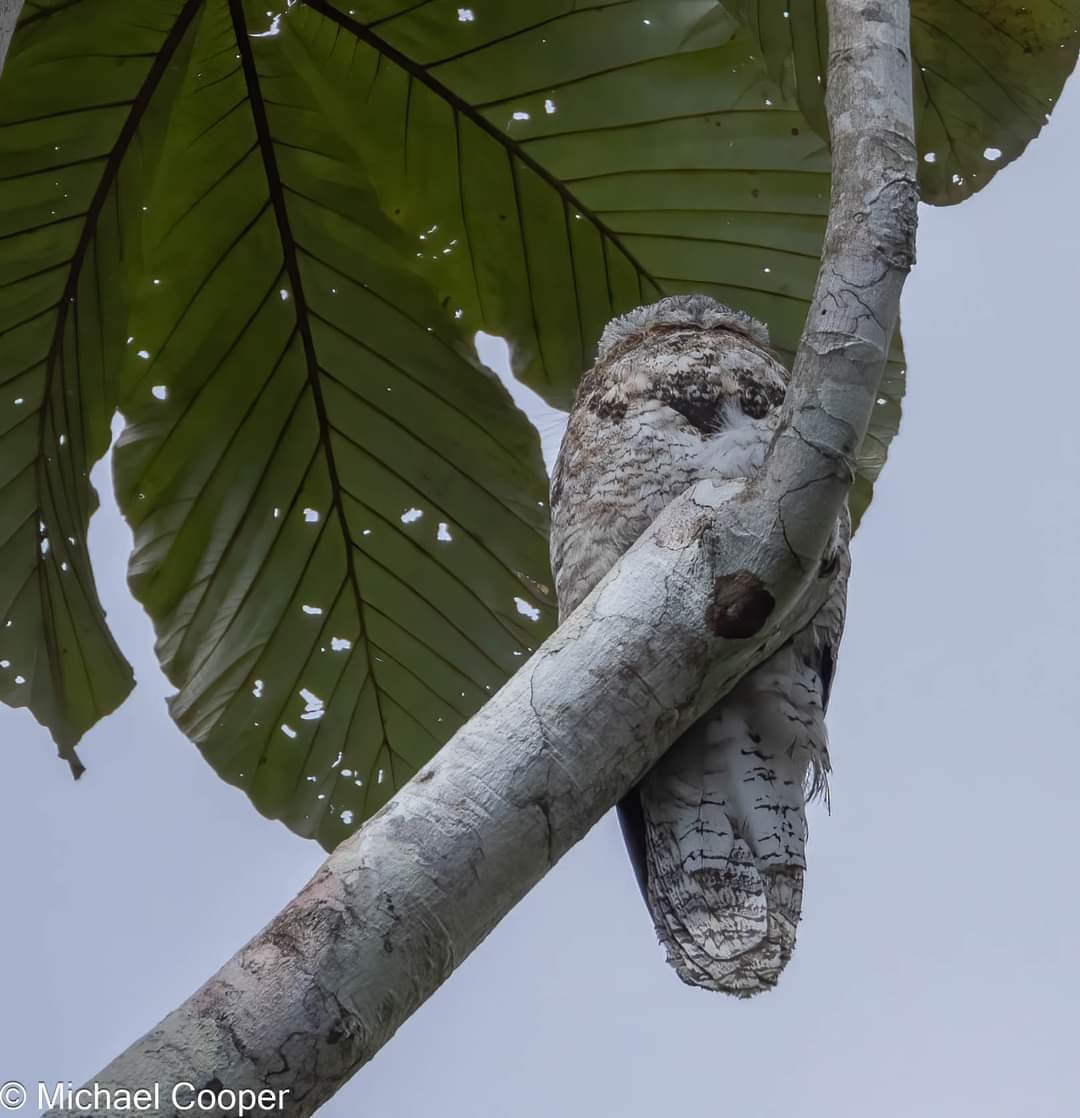 Great Potoo - ML609537272