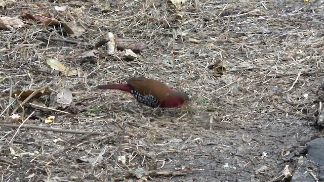 Red-throated Twinspot - ML609537310