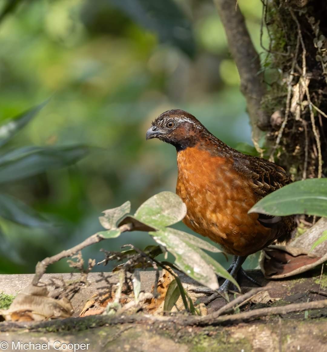 Rufous-breasted Wood-Quail - ML609537324