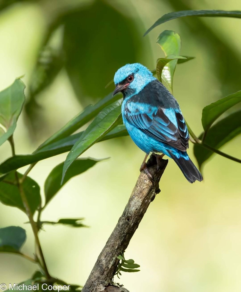 Blue Dacnis - Michael B.  Cooper