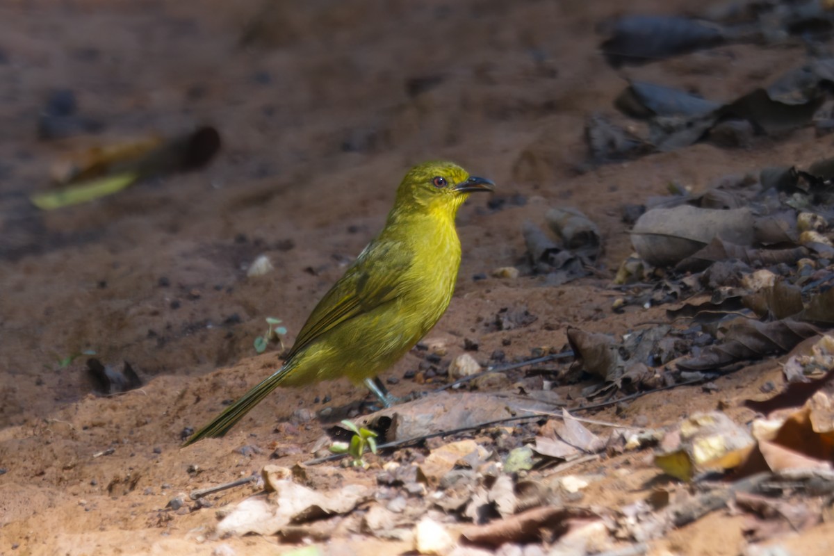 Joyful Greenbul - ML609537396