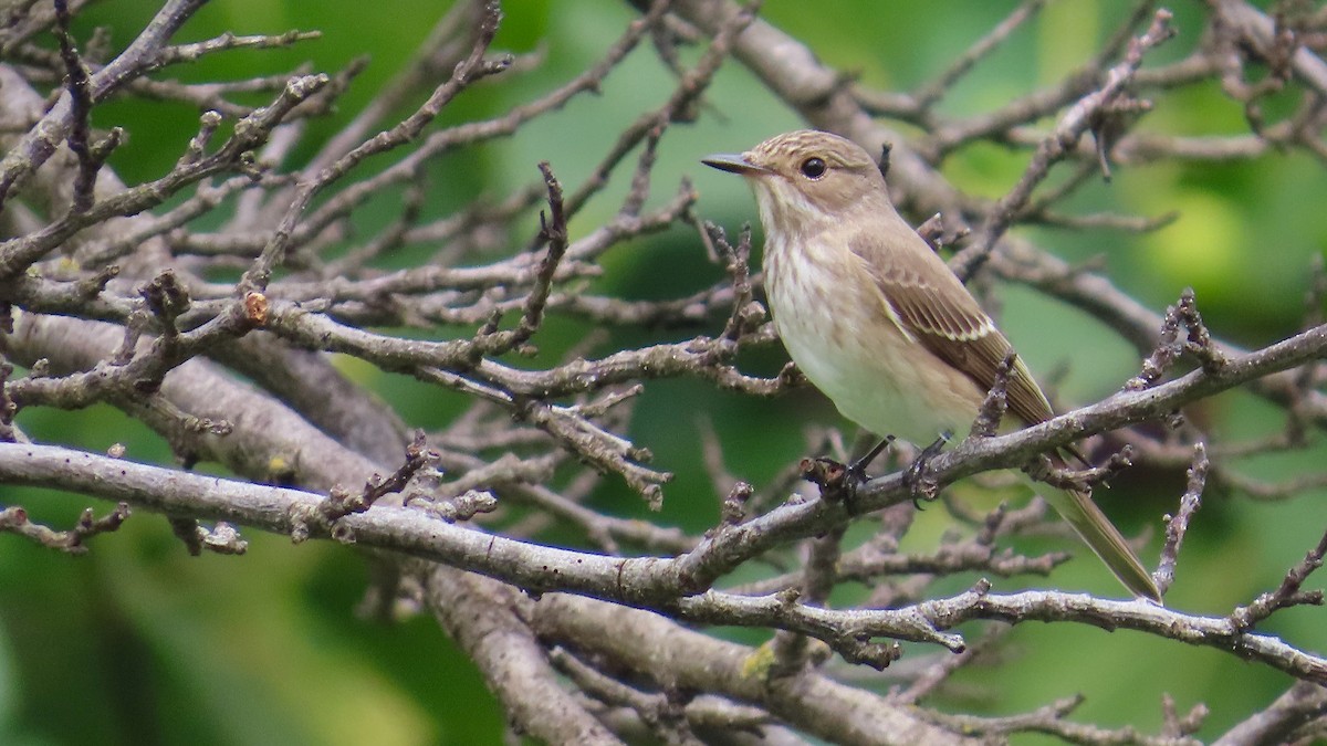 Spotted Flycatcher - ML609537435