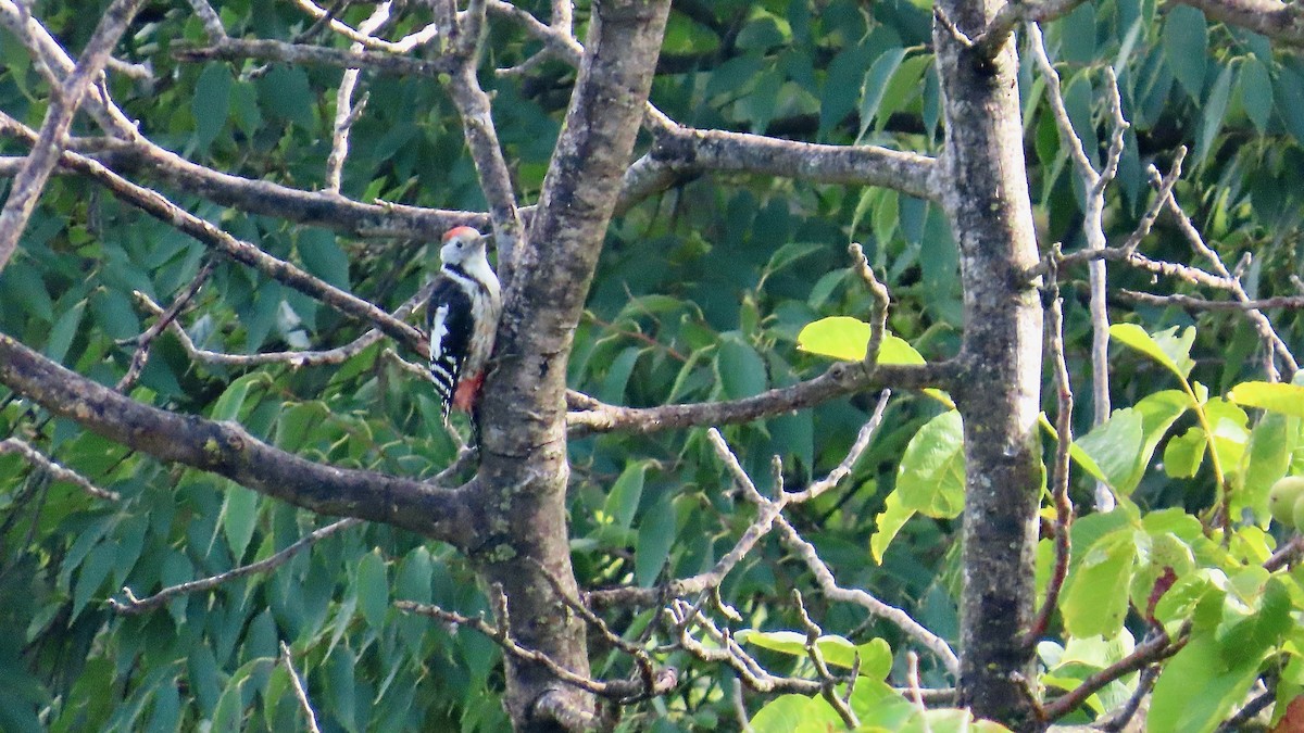 Middle Spotted Woodpecker - Noah Isakov