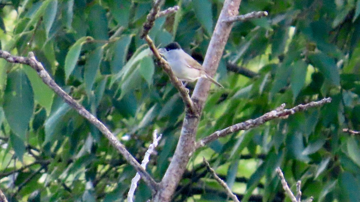 Eurasian Blackcap - ML609537459