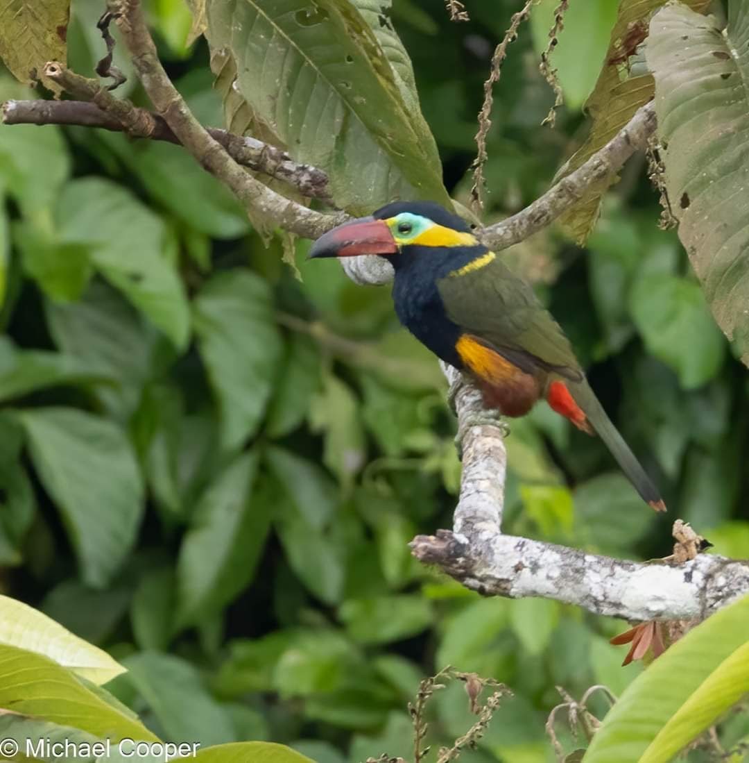 Chestnut-eared Aracari - ML609537505