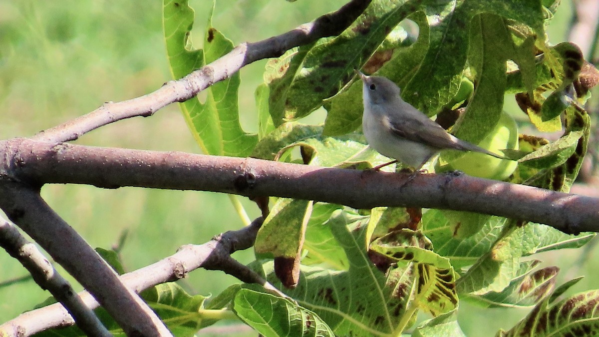 Lesser Whitethroat - ML609537506