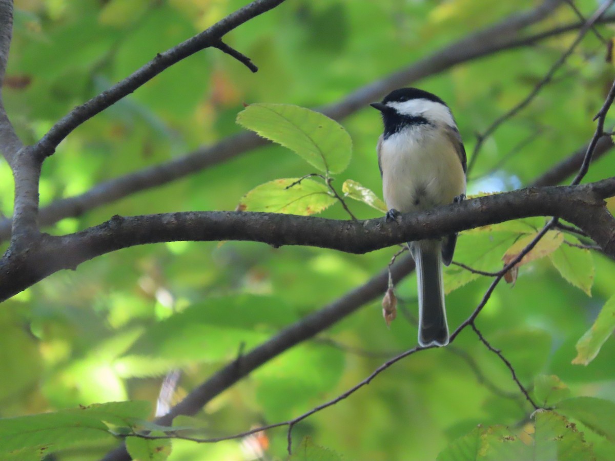 Black-capped Chickadee - ML609537518