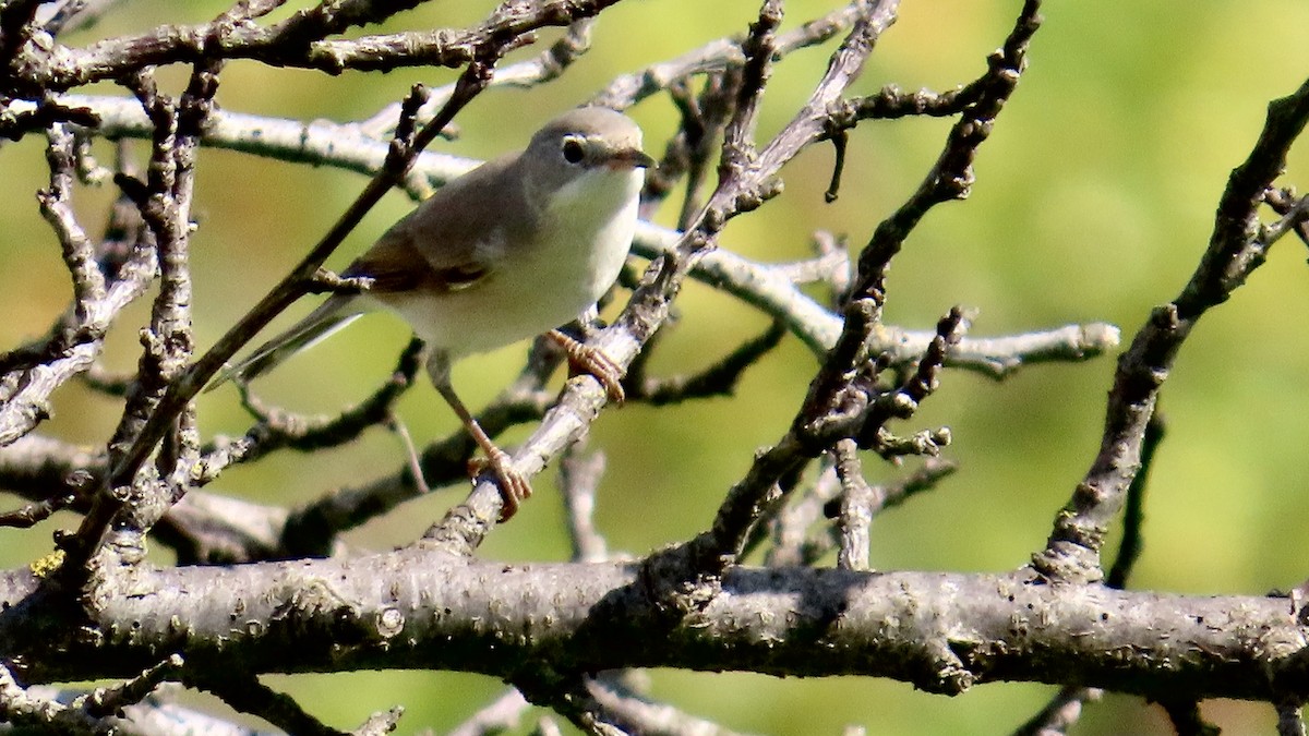 Greater Whitethroat - ML609537531