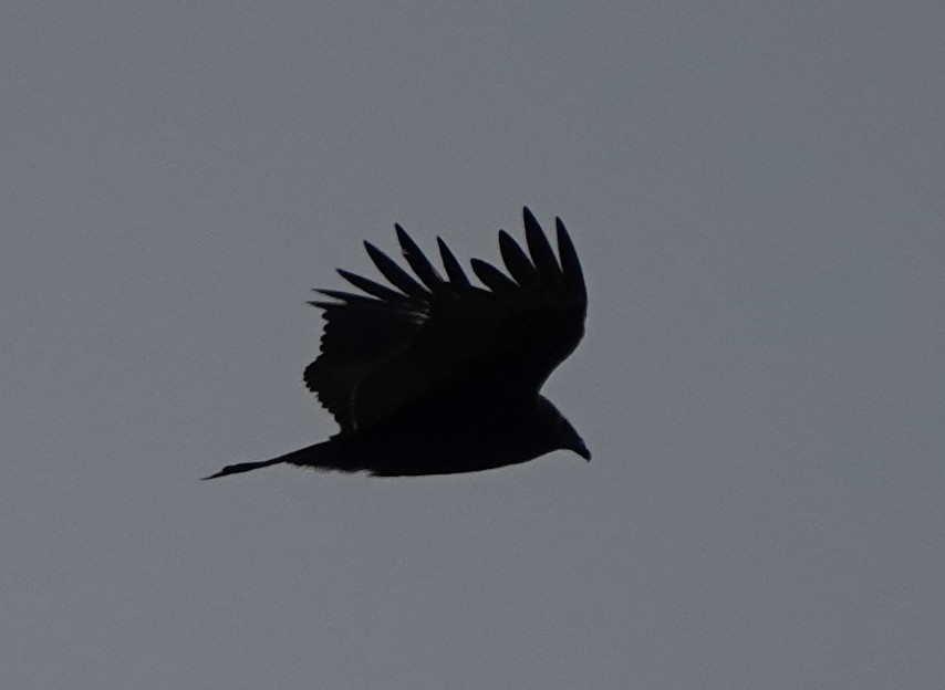 Turkey Vulture - ML609537534