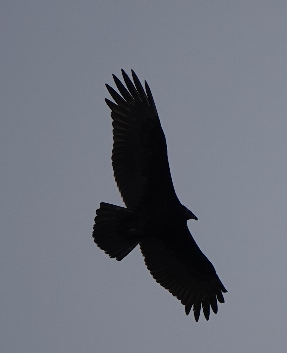 Turkey Vulture - Ben Taylor