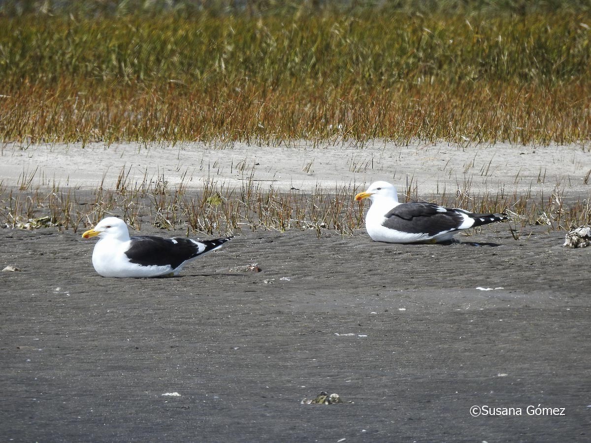 Kelp Gull - ML609537570