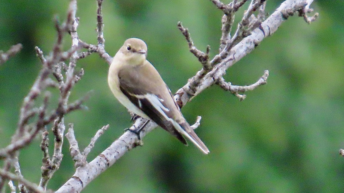 European Pied Flycatcher - ML609537571