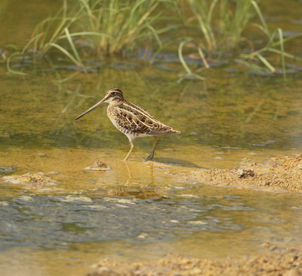 Common Snipe - ML609537583