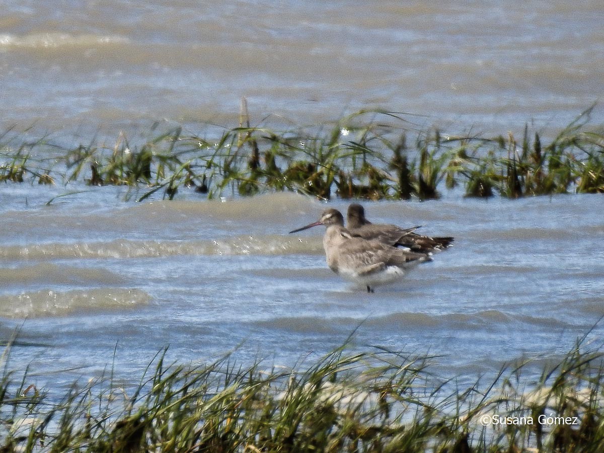 Hudsonian Godwit - ML609537584