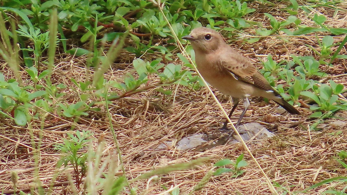 Northern Wheatear - ML609537592