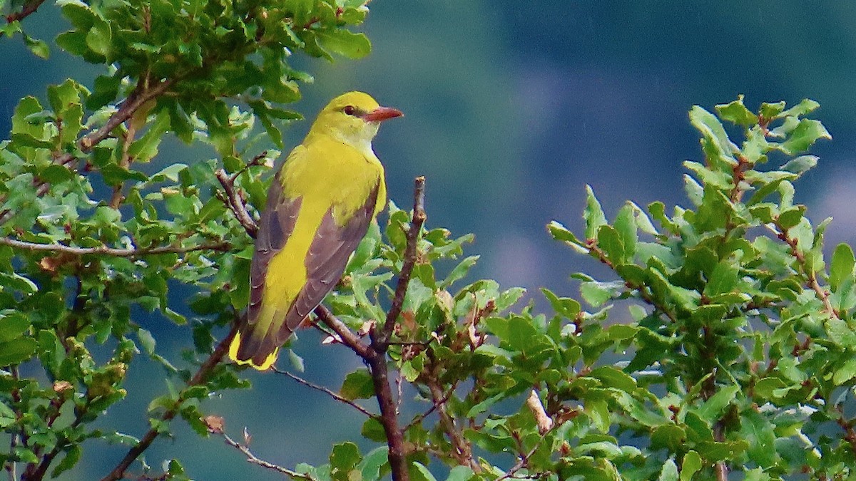 Eurasian Golden Oriole - ML609537630