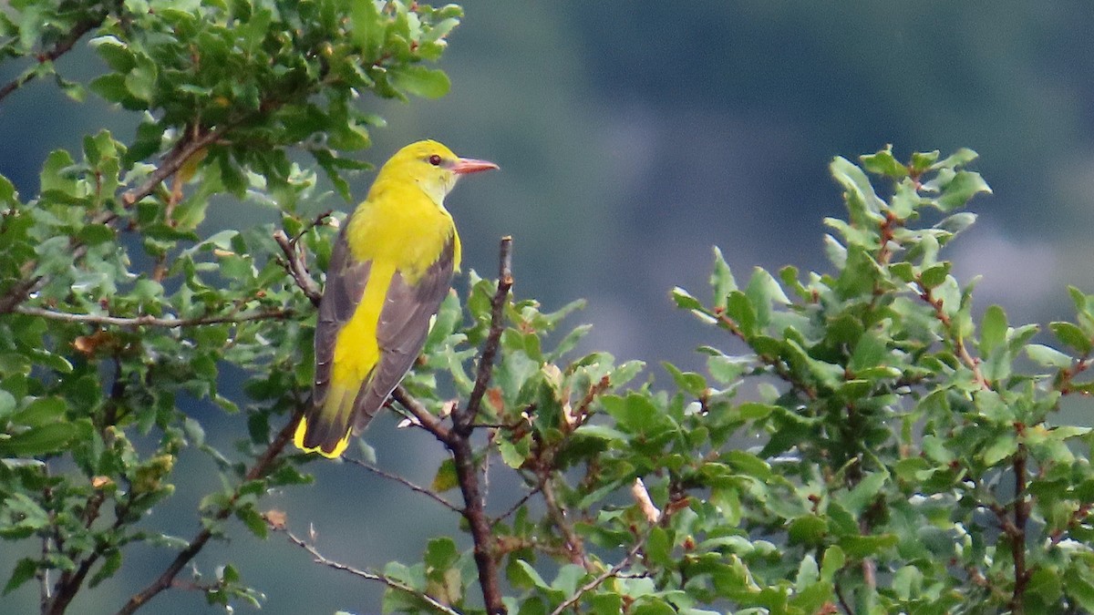 Eurasian Golden Oriole - ML609537631