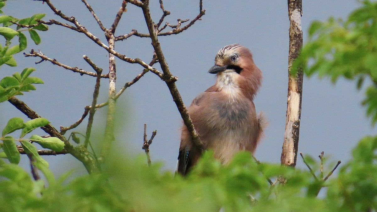 Eurasian Jay - ML609537638