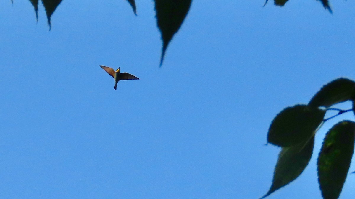 European Bee-eater - ML609537642